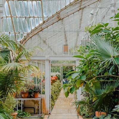 greenhouse full of leafy green tropical looking plants