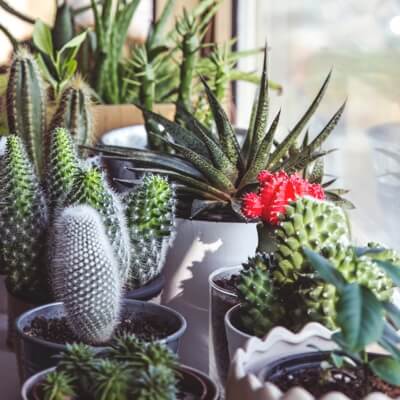 several cacti of different shapes and sizes in pots, all sitting on an incline beside a window